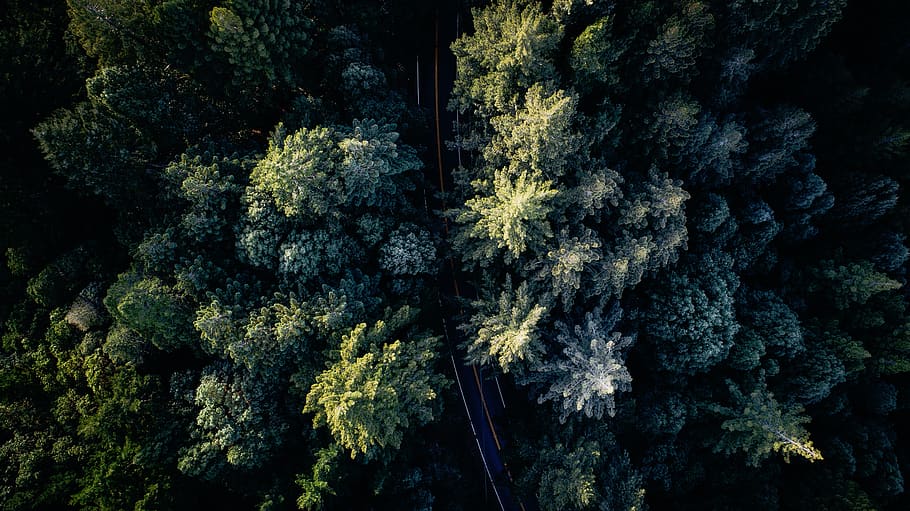nature, woods, forest, trees, green, road, plant, growth, no people HD wallpaper