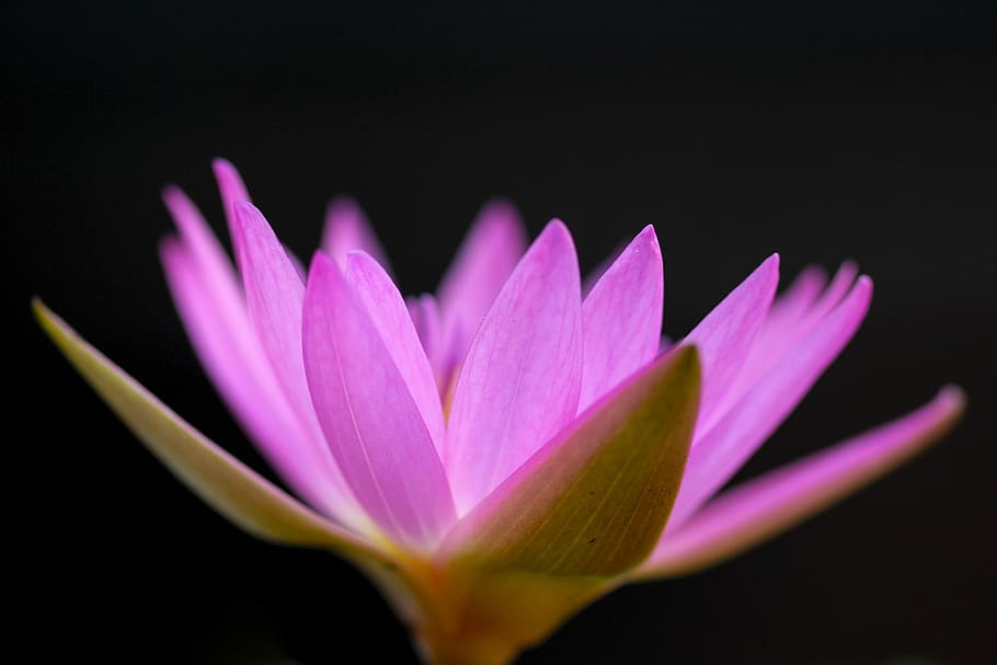 flower, flowering plant, fragility, freshness, vulnerability HD wallpaper