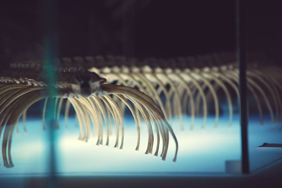 spain, barcelona, snake, born, arch, gaudi, indoors, reflection HD wallpaper
