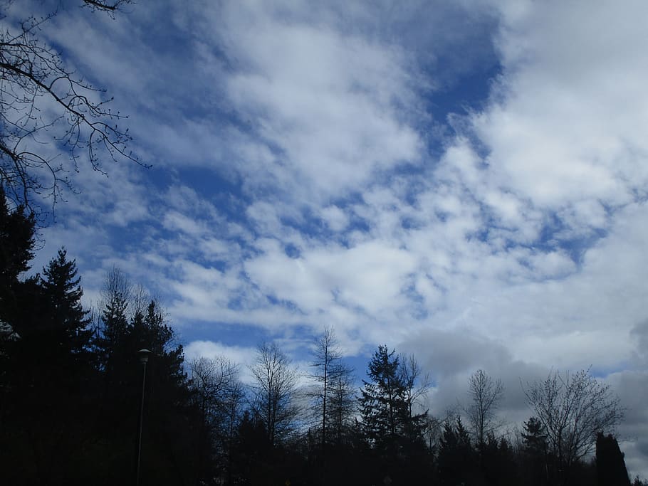 sky, cloud, trees, cloud - sky, plant, low angle view, beauty in nature HD wallpaper