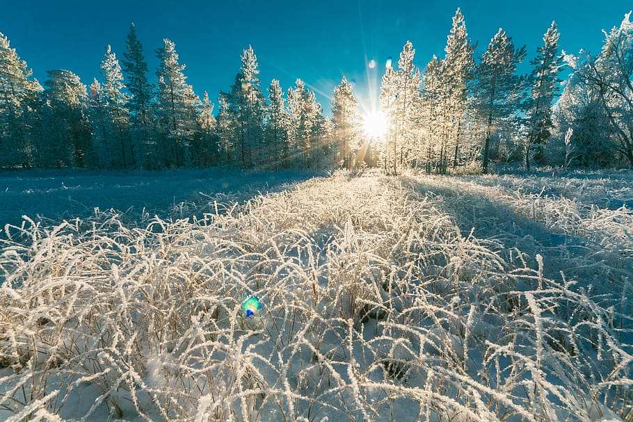 Photo of White Pine Trees, cold, daylight, forest, zing, frost HD wallpaper