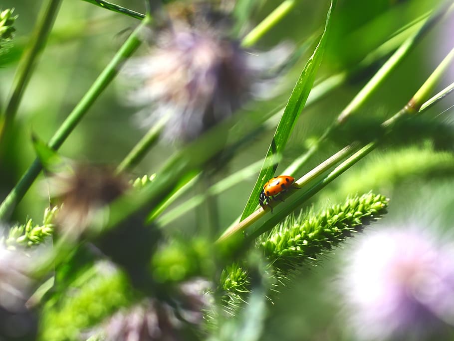 ladybug, insect, nature, spring, leaf, flower, summer, small HD wallpaper