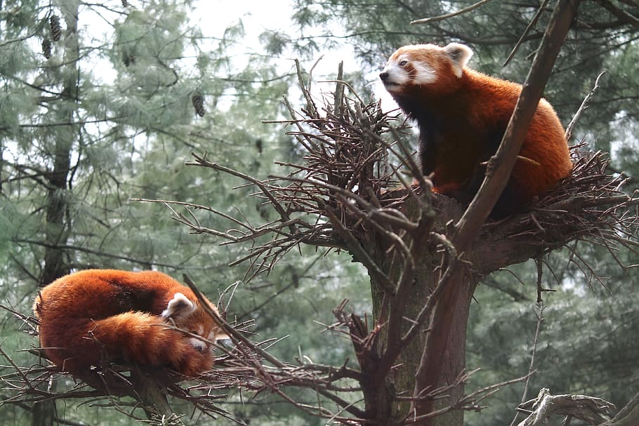 red panda, central park zoo, cute, animal, mammal, wildlife, HD wallpaper