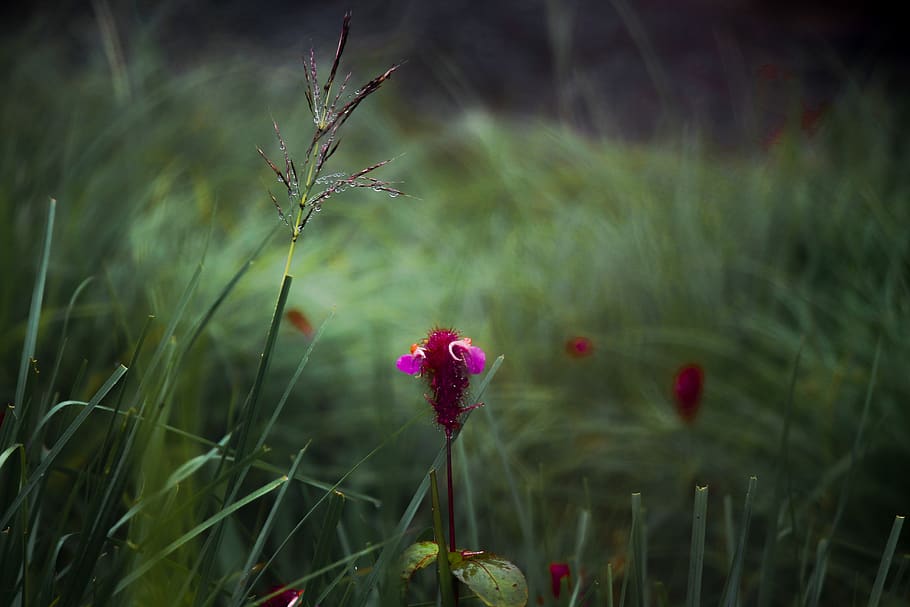 flower, grass, cloudy, nature, garden, plant, flowering plant HD wallpaper