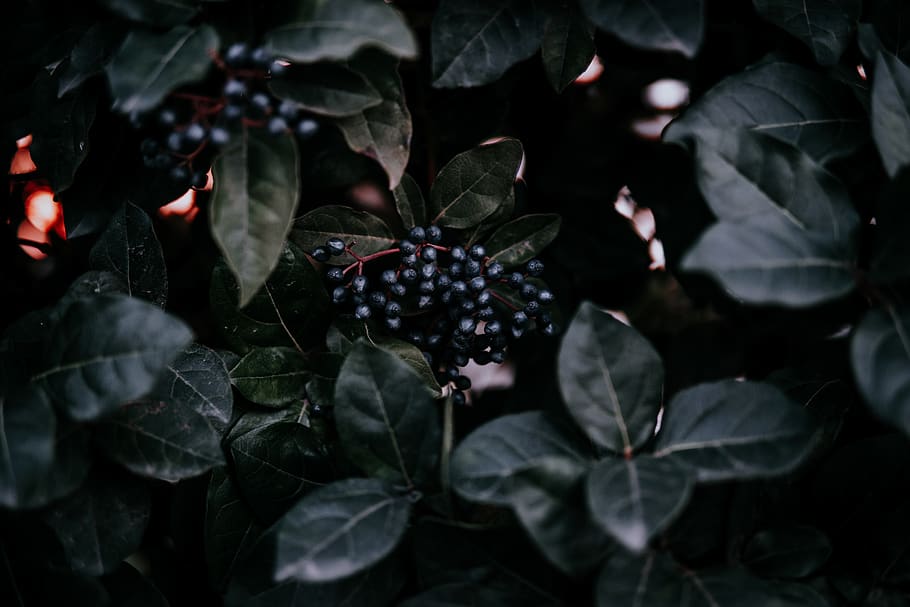 green leaf plant, fruit, food, istanbul, acanthaceae, flower HD wallpaper