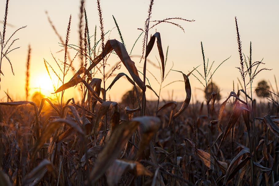 sunset, plant, sky, field, growth, land, nature, tranquility HD wallpaper