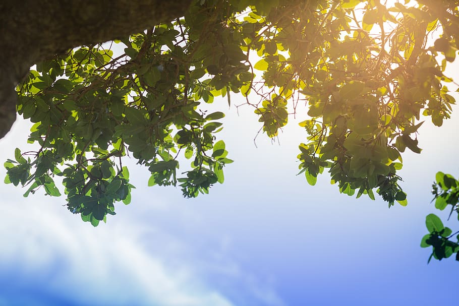 plant, leaf, tree, vegetation, green, sunlight, flare, south africa HD wallpaper