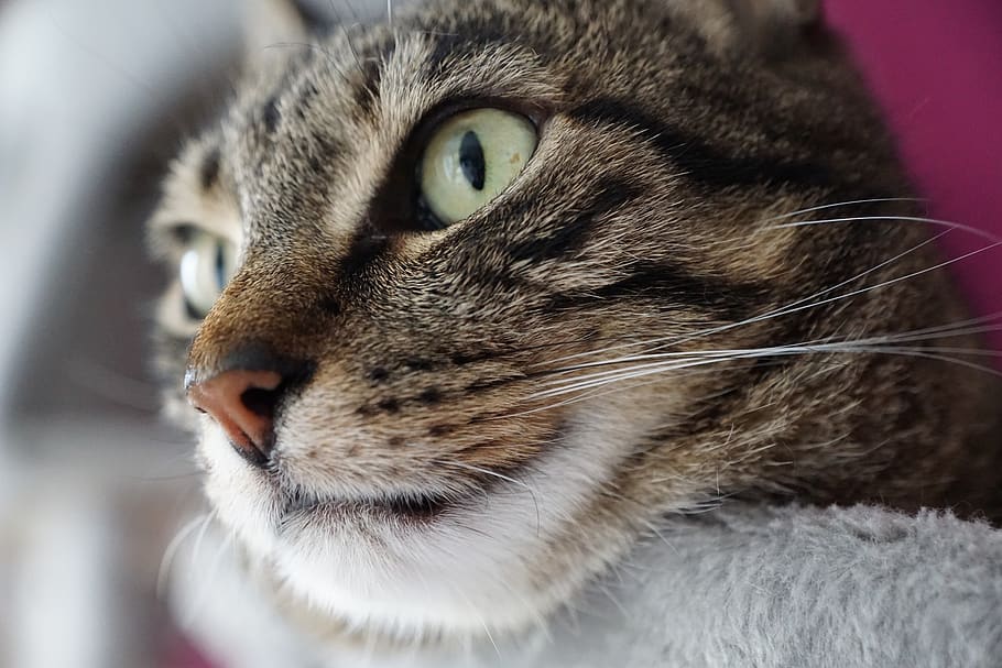 cat, snout, face, pet, eyes, portrait, view, luana, tiger, sweet HD wallpaper