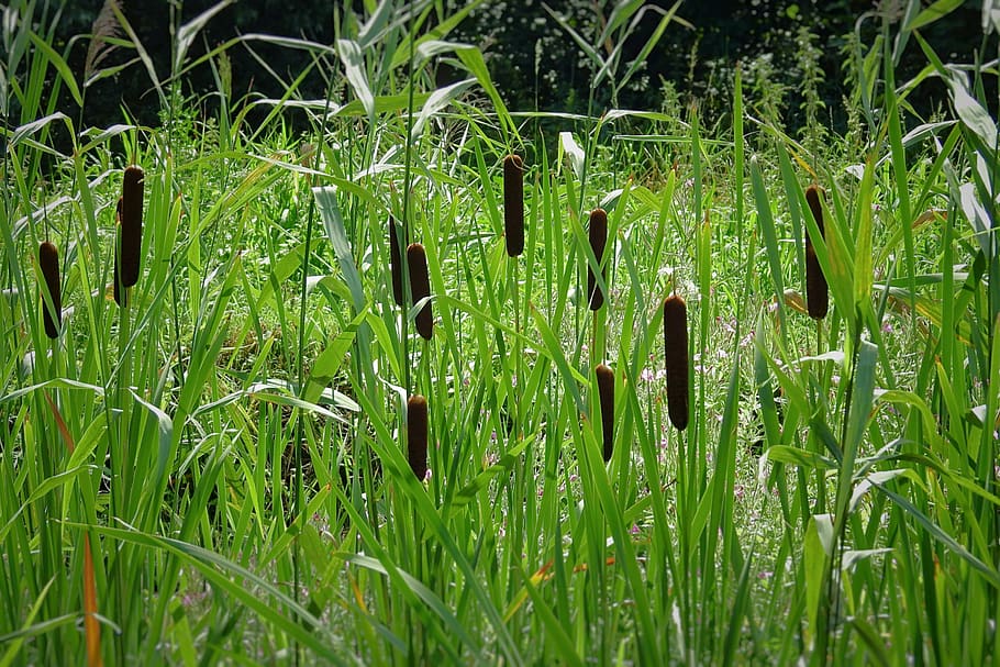 typha, pond, nature, plant, growth, green color, grass, land