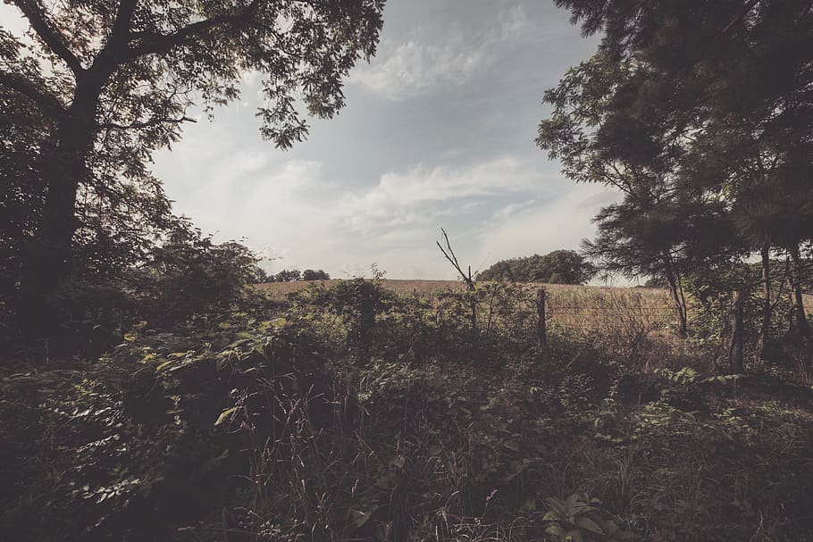 trees, forest, storm, clouds, fall, leaves, plant, sky, tranquility HD wallpaper