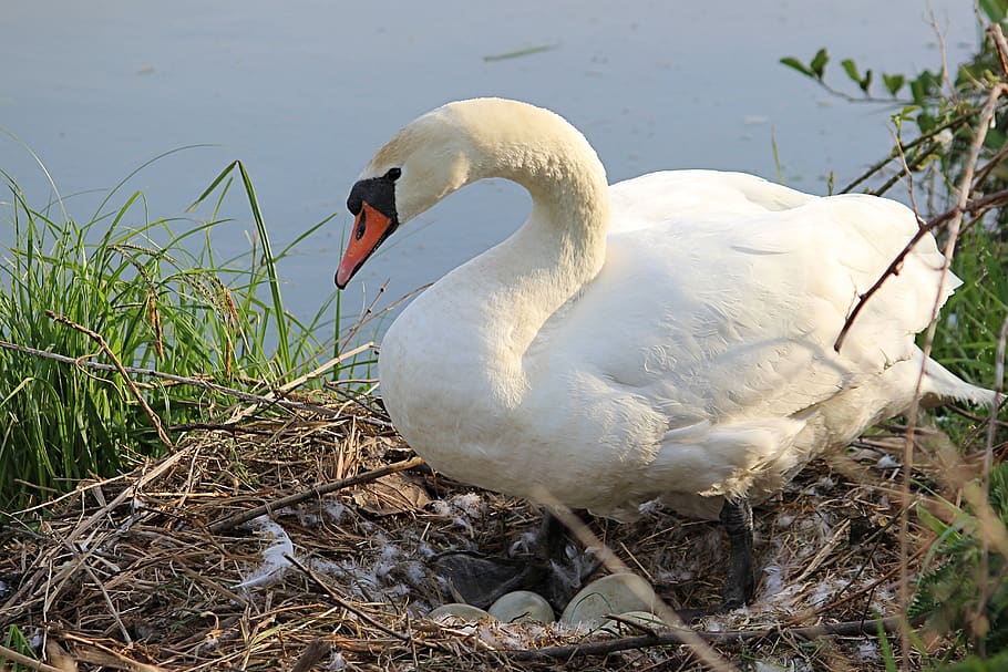 swan, nest, breed, egg, bird, water bird, animal, nature, plumage HD wallpaper