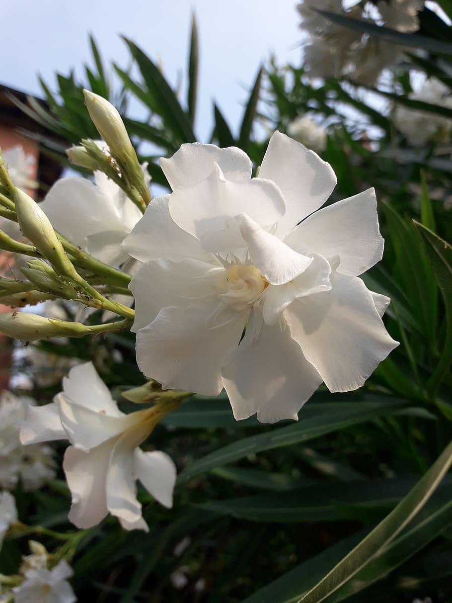 oleander, colors, white, pure, flowers, flowering plant, vulnerability HD wallpaper