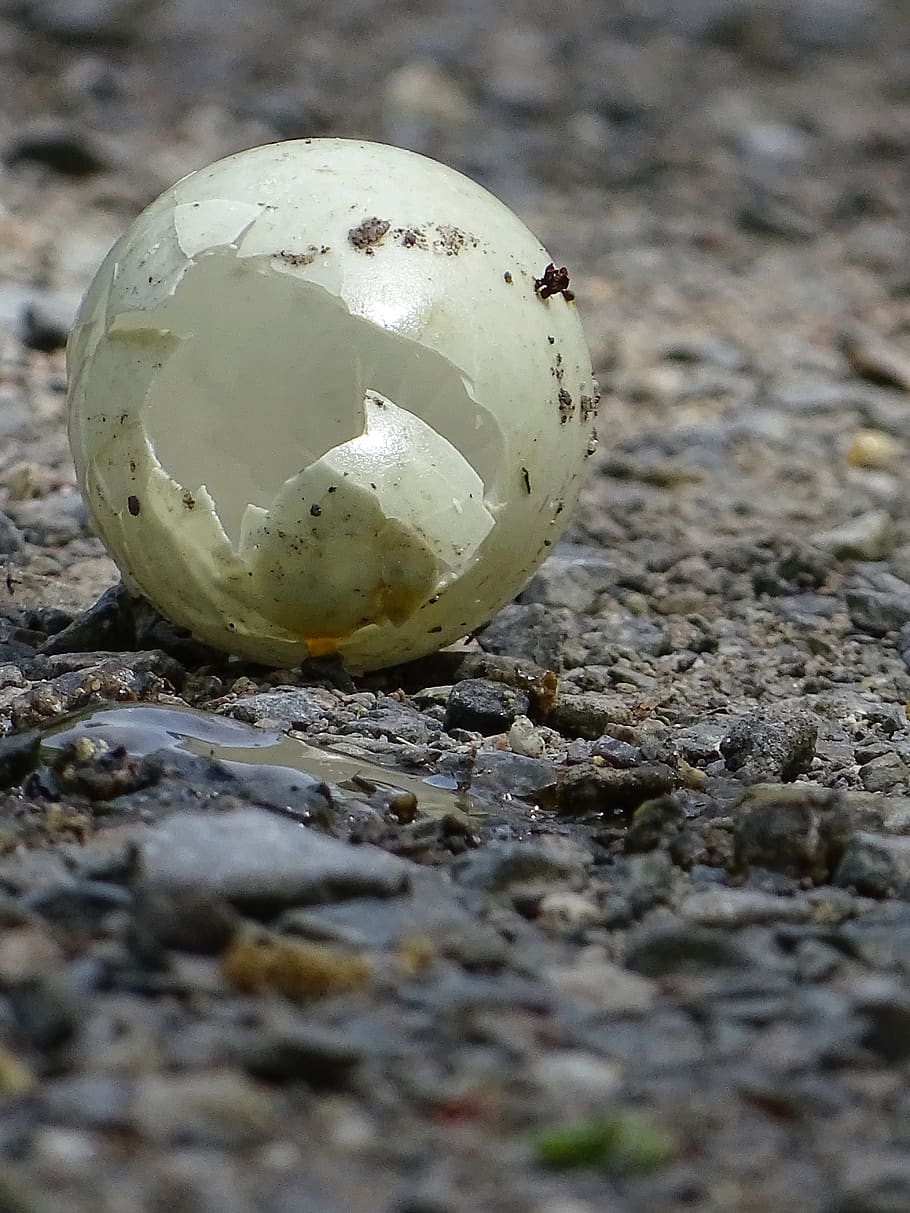 egg, bird, abandoned, broken, close-up, land, no people, selective focus HD wallpaper