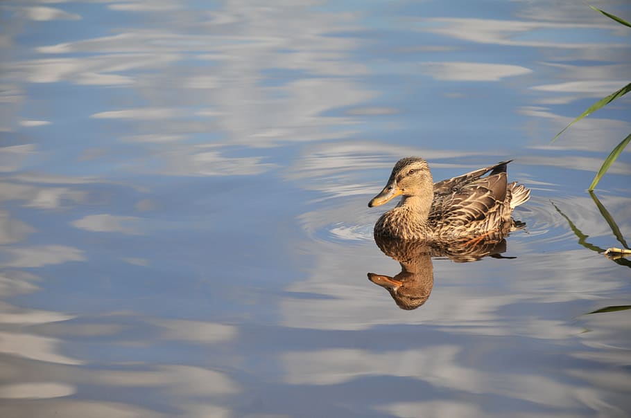 lake, nature, duck, reflection, smooth surface, animal wildlife HD wallpaper