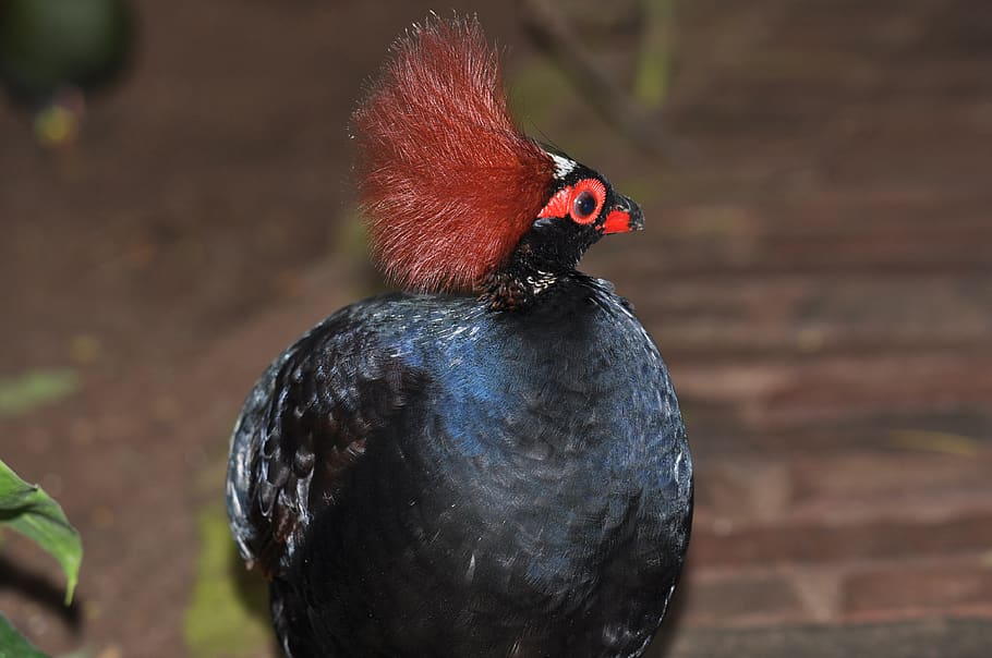 forest, partridge, exotic, pheasant, one animal, bird, animal themes HD wallpaper