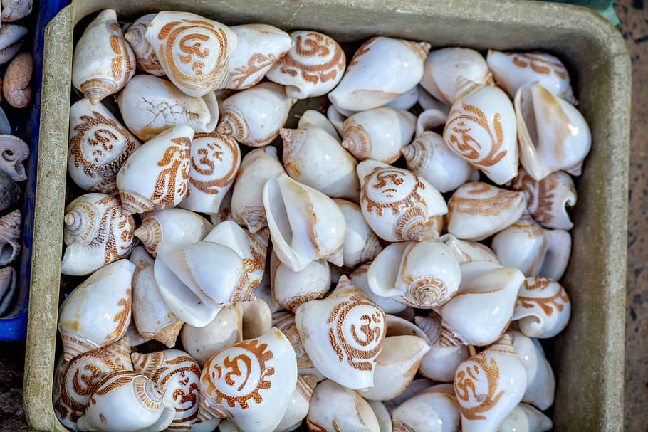 snail, shell, india, gujarat, exhibition, shopping, selling HD wallpaper