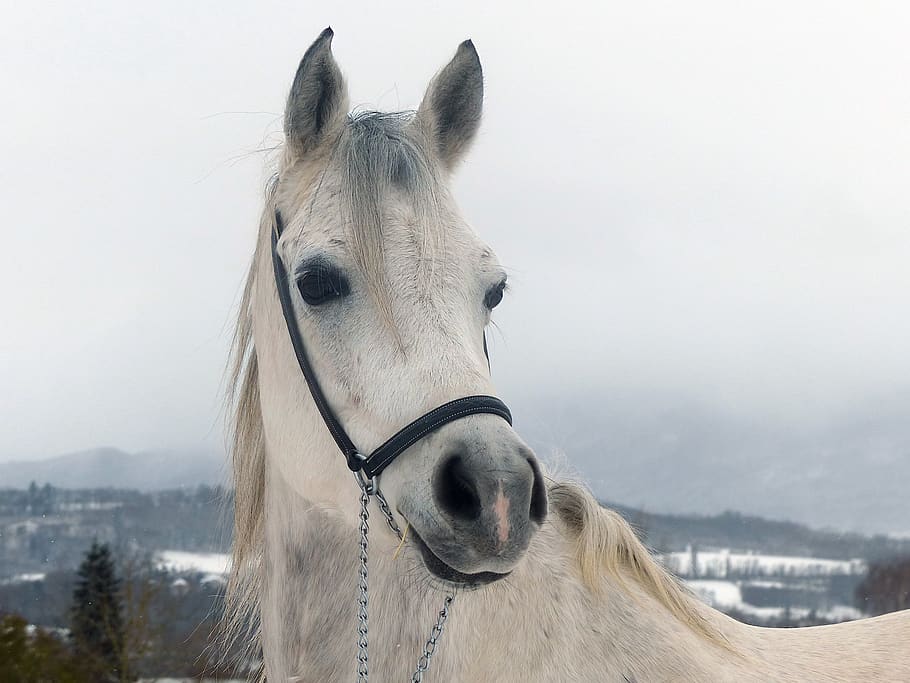 thoroughbred, arabic, snow, winter, white, animal, equine, nature HD wallpaper