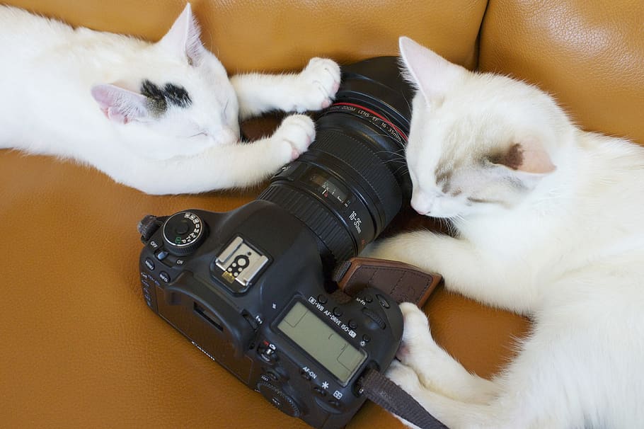 cat, domestic animals, pets, animal themes, mammal, domestic cat HD wallpaper