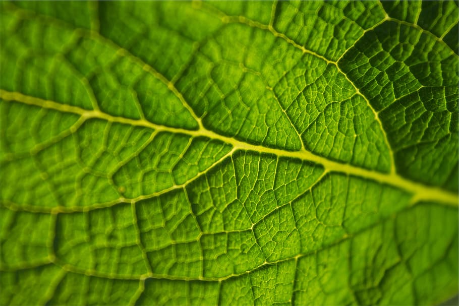 green, leaf, plant part, green color, backgrounds, full frame HD wallpaper