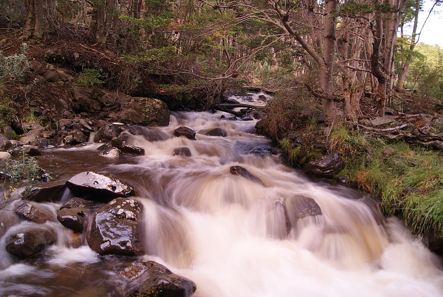 river, nature, river course, wild, water, tree, forest, flowing water HD wallpaper