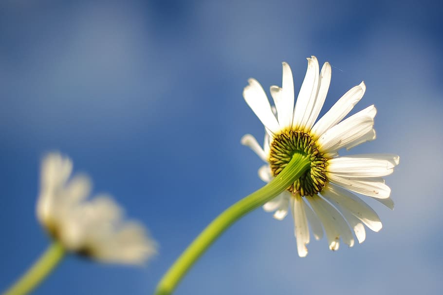 Selective Focus Photography of White Daisy Flower, blur, botany, HD wallpaper