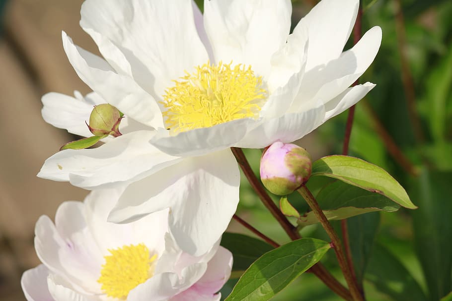 flowers, white, close up, flowering plant, freshness, beauty in nature HD wallpaper