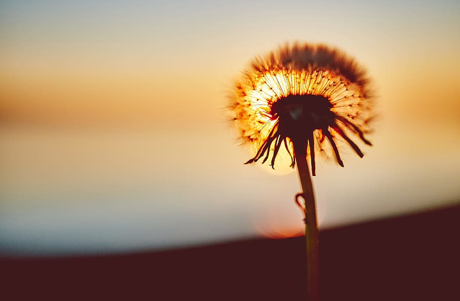 sun, sunset, plants, flower, nature, orange, fragility, beauty in nature HD wallpaper