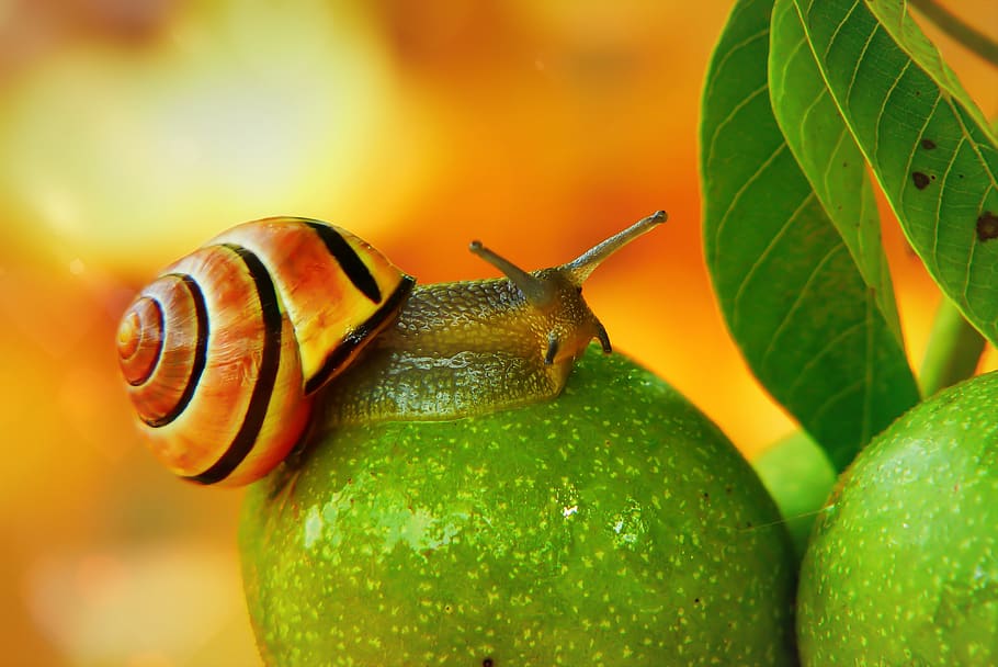 orange and black snail, animal, invertebrate, insect, plant, photography, HD wallpaper