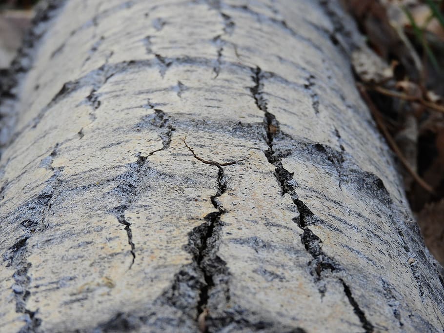 tree, trunk, texture, wood, cracks, bark, textured, tree trunk HD wallpaper