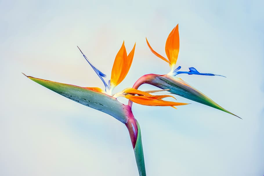 blue and orange flower, bird of paradise - plant, beauty in nature HD wallpaper