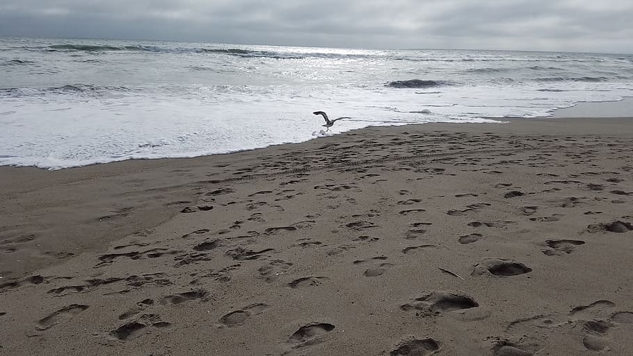 beach, bird, ocean, waves, sand, land, sea, water, nature, sky HD wallpaper