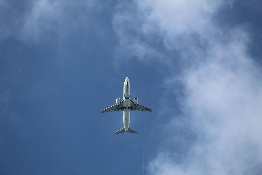 white and gray passenger plane, animal, bird, flying, vehicle HD wallpaper