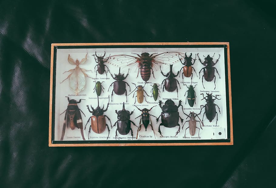 shadowbox of assorted beetles, no people, indoors, art and craft HD wallpaper