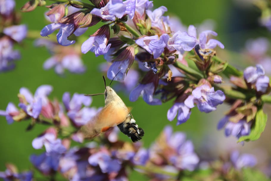 blue, lavendel, humming, flowering plant, fragility, vulnerability HD wallpaper