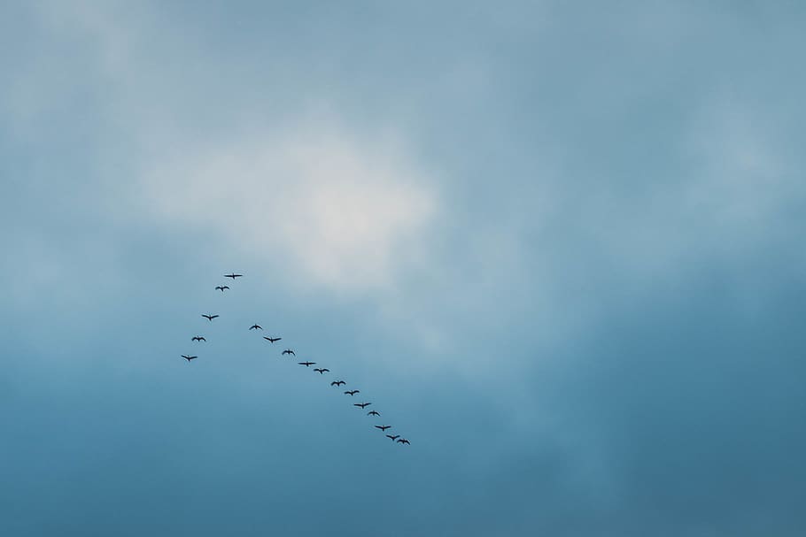 minimal, sky, birds, group, team, clouds, winter, flight, migration HD wallpaper