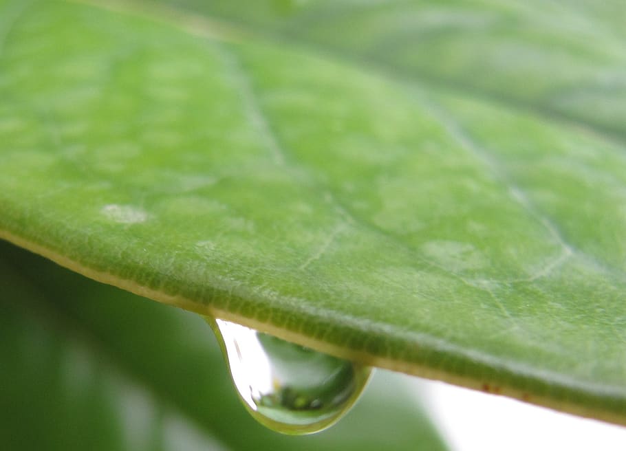 leaf, raindrop, plant part, green color, close-up, no people HD wallpaper