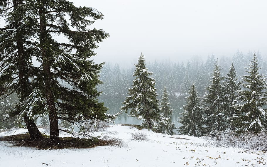 pine trees covered with snow, conifer, fir, flora, plant, abies HD wallpaper