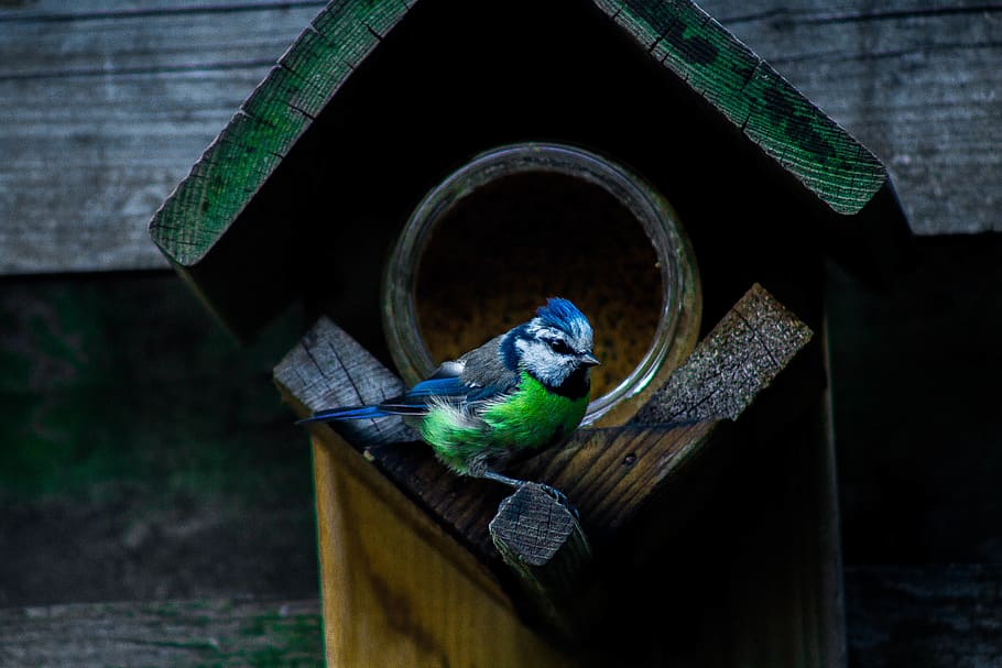 bird, nature, eating, standing, food, wild, life, fly, wildlife bird HD wallpaper
