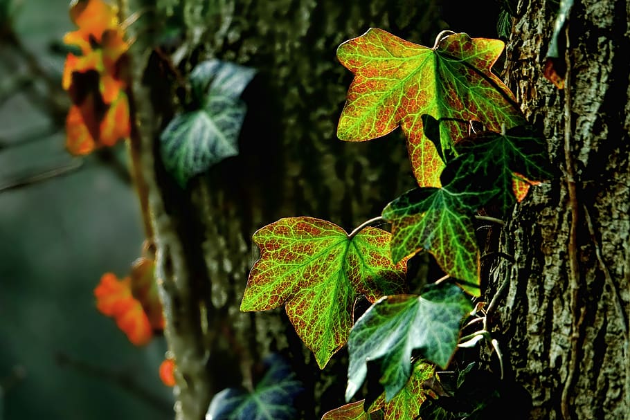 leaf, nature, plant, tree, ivy, backlighting, plant part, growth HD wallpaper