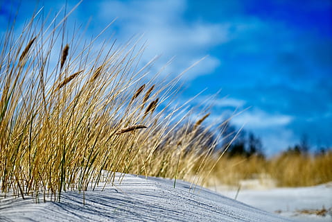 denmark, bornholm, beach, infinite width, vacations, snow, winter HD wallpaper