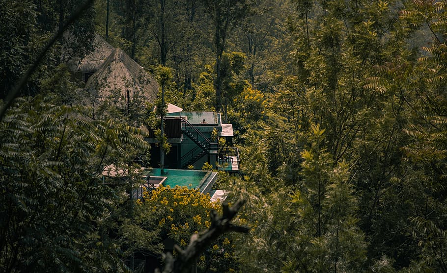 house with pool in between jungle, plant, tree, growth, built structure HD wallpaper