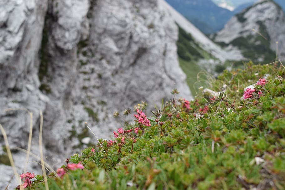 alpine, summer, flora, bloom, blossom, nature, pink, plant HD wallpaper