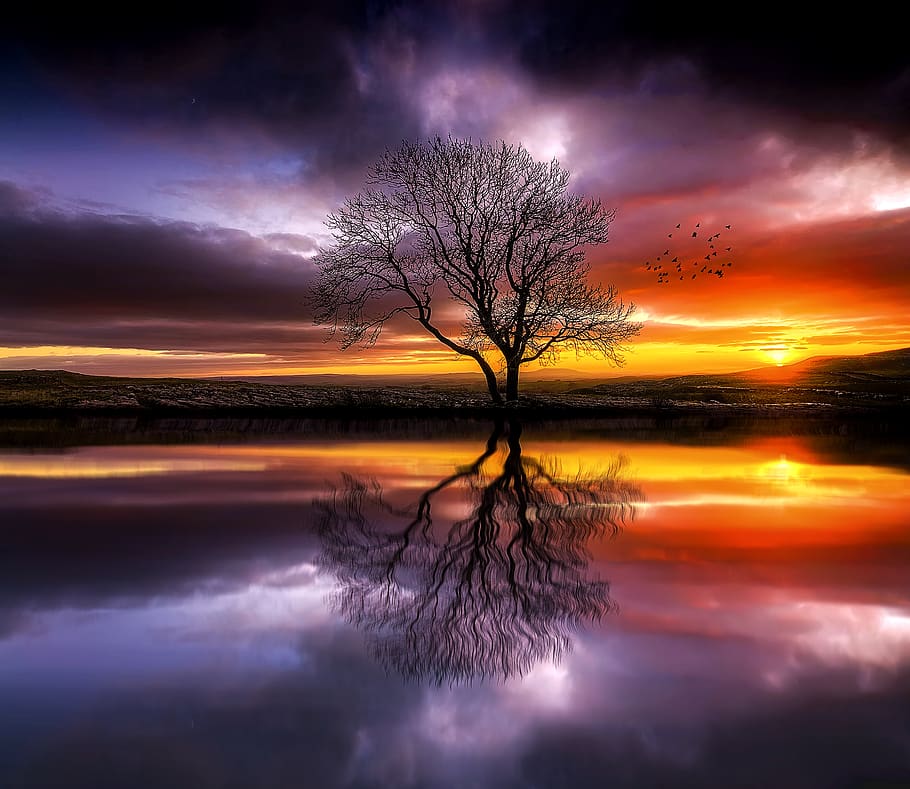 manipulation, landscape, tree, lake, sun, reflection, calm HD wallpaper