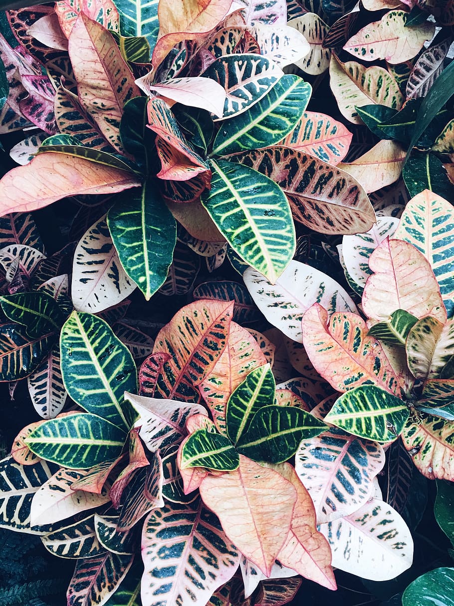 green, pink, red, pattern, flowers, leaf, leaves, plant, nature HD wallpaper