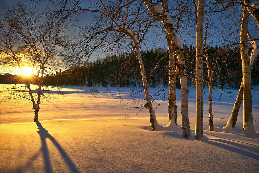 sunset, landscape, nature, winter, twilight, trees, fir, birch HD wallpaper