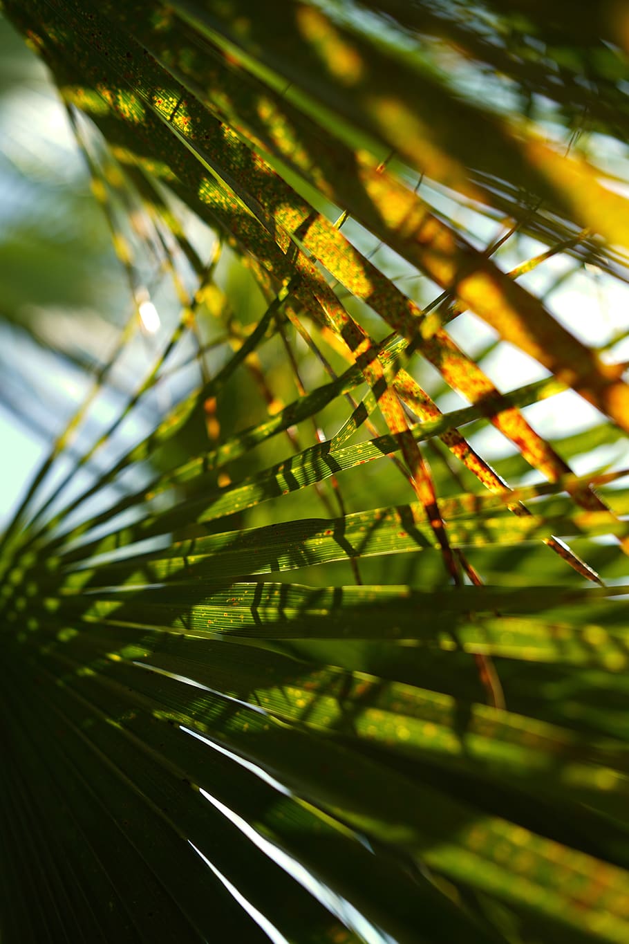 close-up photo of fan palm, plant, leaf, nature, outdoors, tree, HD wallpaper