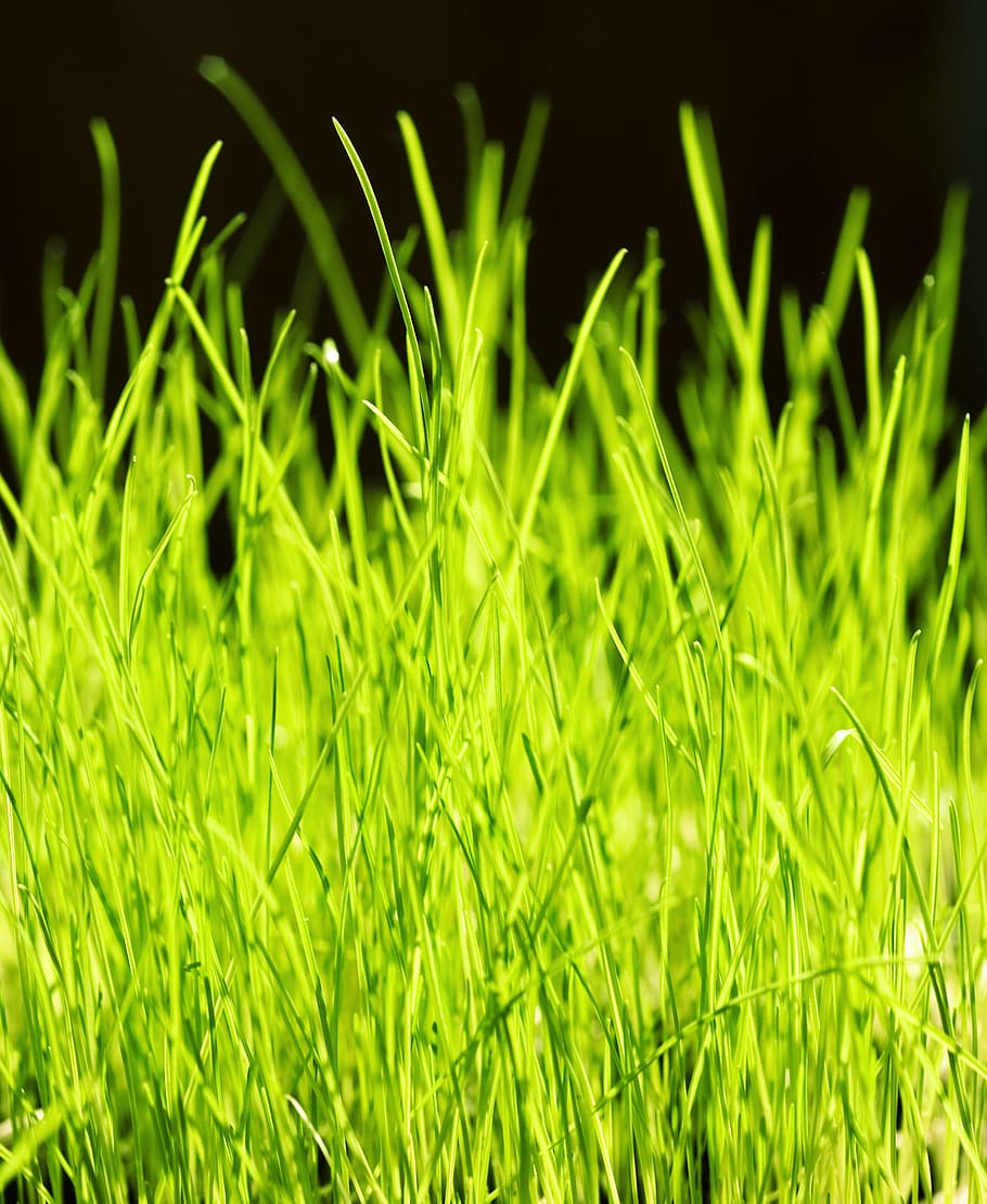 con2011, background, field, fresh, garden, grass, green, growth HD wallpaper