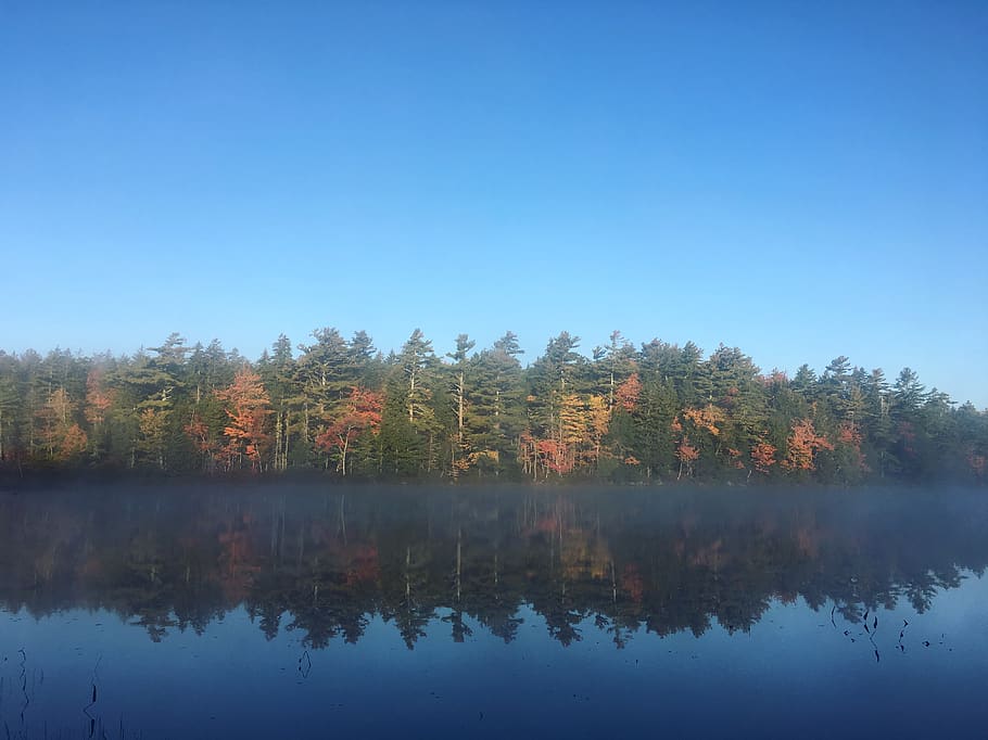 trees, reflection, autumn, beauty, lake, tranquility, tranquil scene HD wallpaper