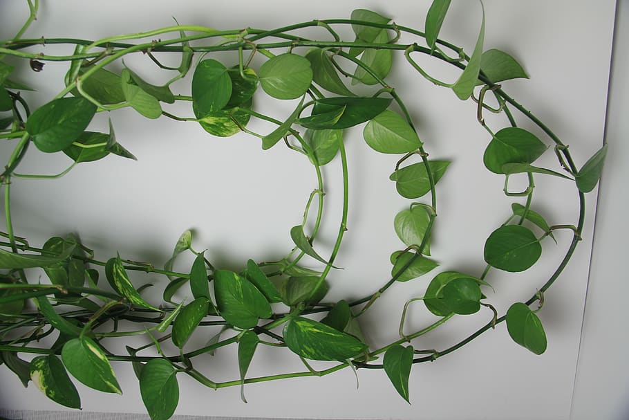 green, vine, plant, leaf, ivy, wreath, chain, jewelry, accessory HD wallpaper