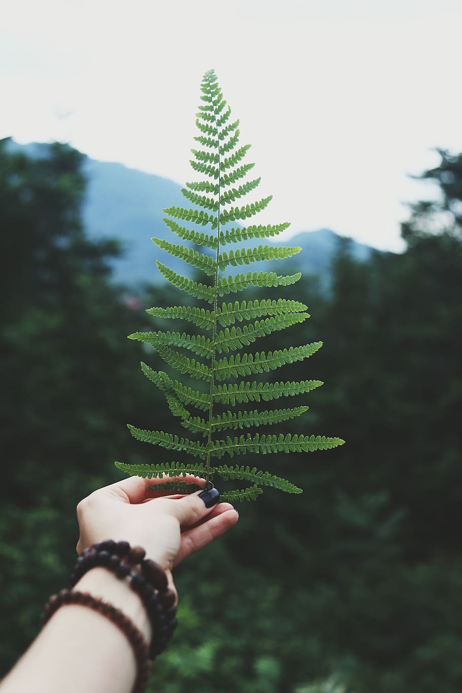 Person Holding Fern Leaf, hand, macro, plant, human hand, human body part HD wallpaper